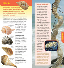 Load image into Gallery viewer, Walk on the Beach by Laurie Goldman: Novelty; 112 pages / English