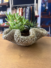 Load image into Gallery viewer, Concrete Coral Planter - Wrinkle