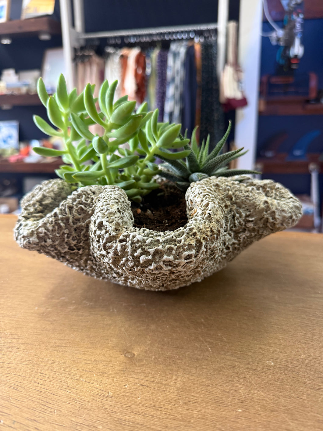 Concrete Coral Planter - Wrinkle