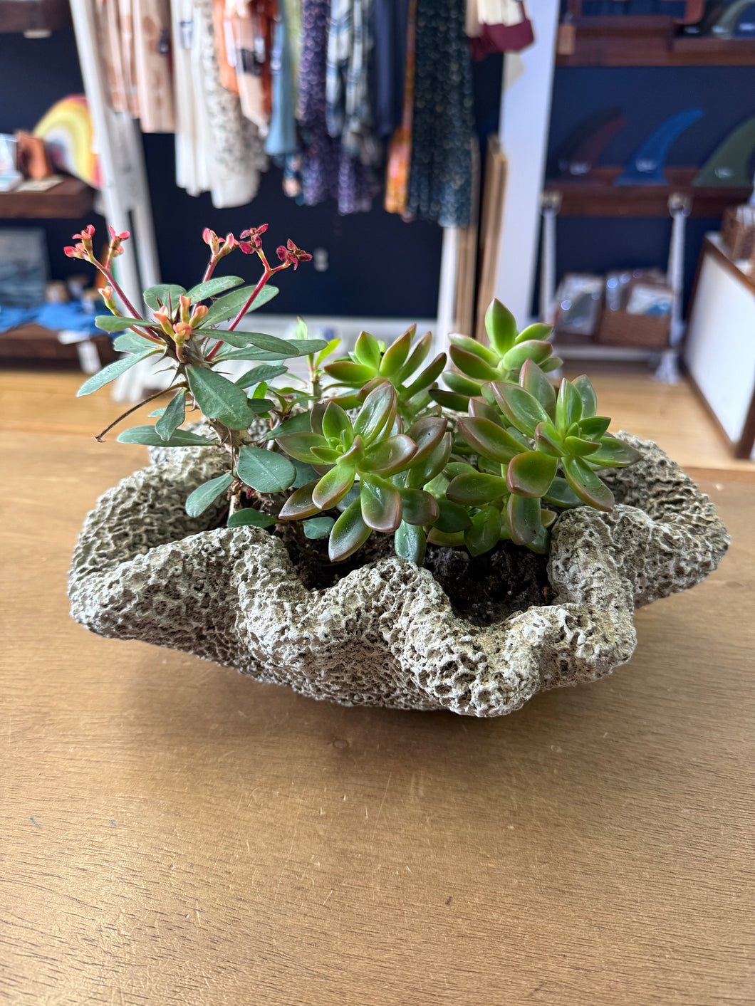 Concrete Coral Planter - Long
