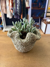 Load image into Gallery viewer, Concrete Coral Planter - Tall