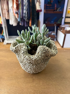 Concrete Coral Planter - Tall
