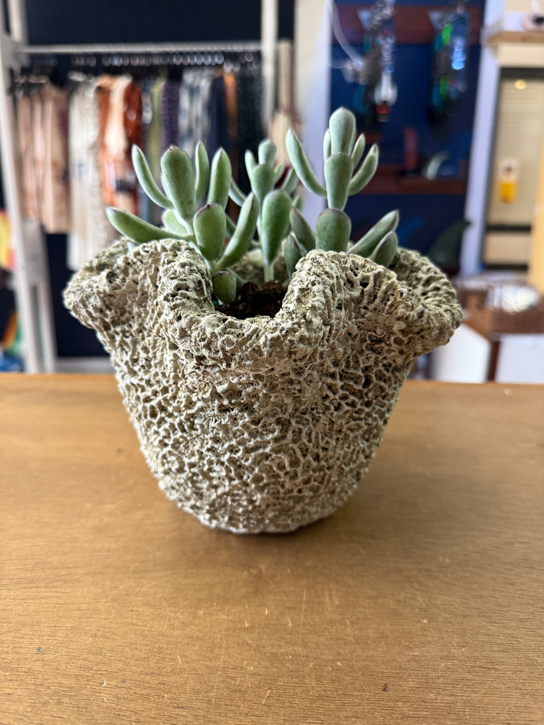 Concrete Coral Planter - Tall