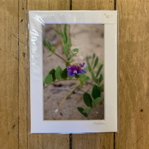 Cuttyhunk Purple Beach Flower #1328 Print  - Cate Brown Photography