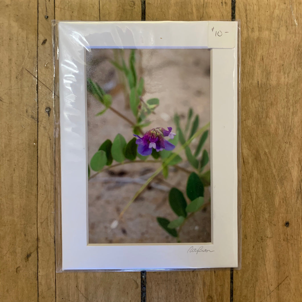Cuttyhunk Purple Beach Flower #1328 Print  - Cate Brown Photography